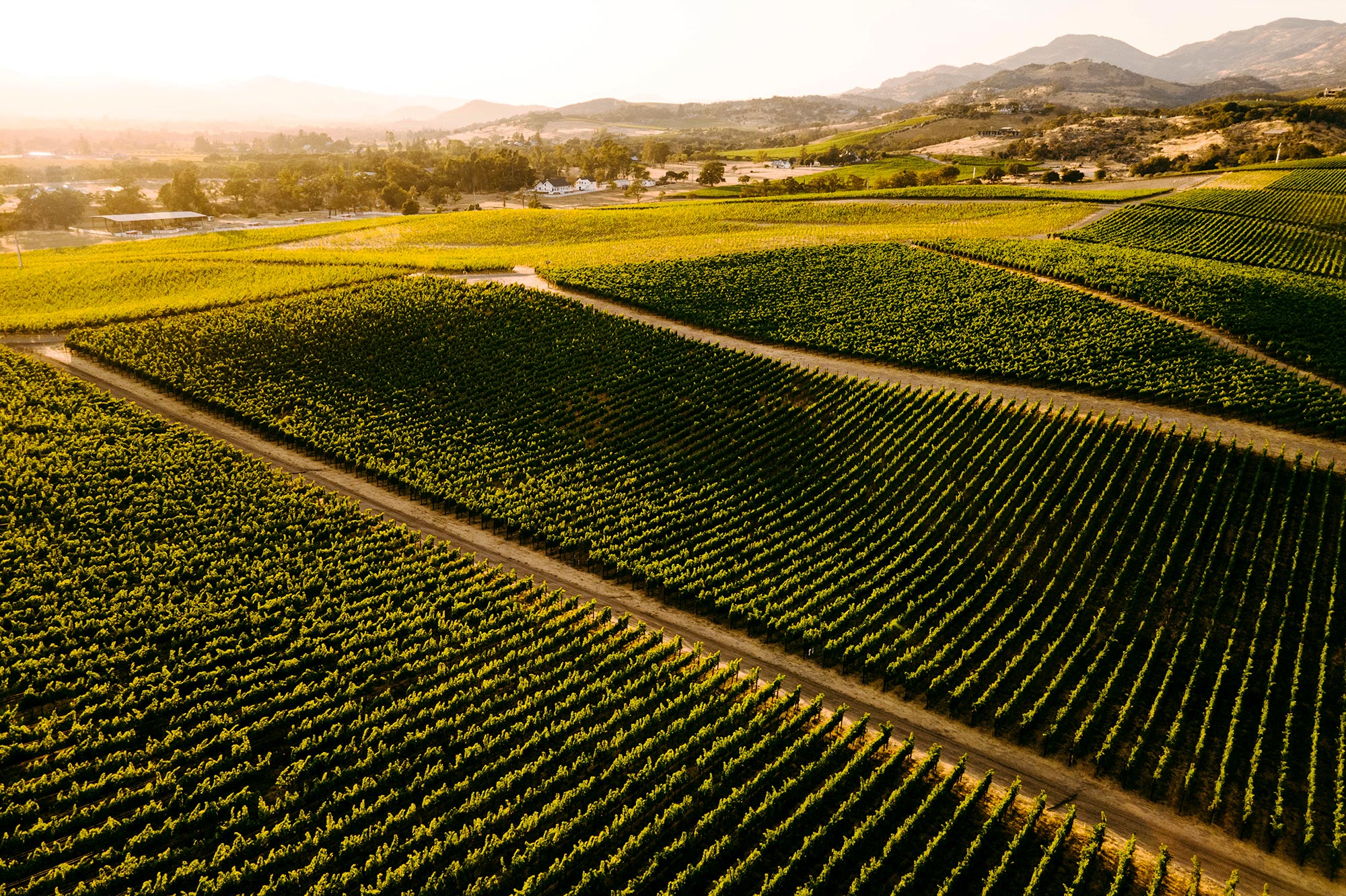 Soda Canyon Ranch Vineyard