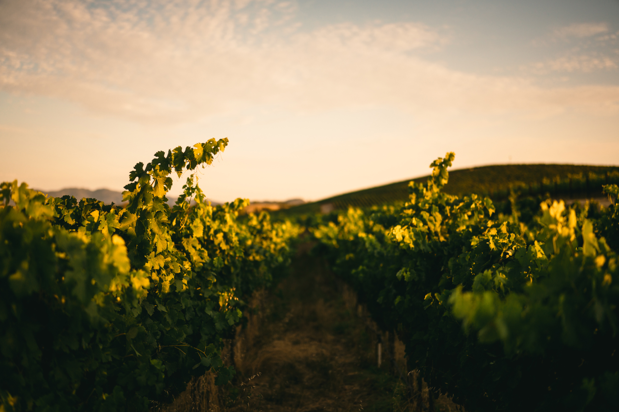 Vines at dawn